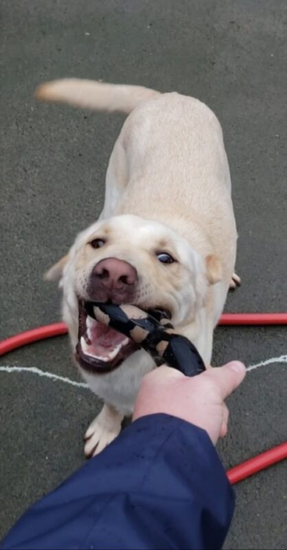Kringle is in Community Run on the Oregon campus. He is playing tug with an infinity Gonut and his primary handler.