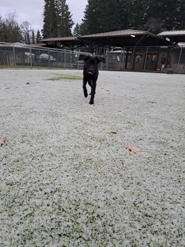 Black lab (Kindred) running towards the camera with her tongue out and ears flopping. Turf covered in beautiful white snow.