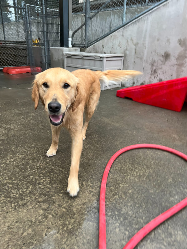 Ari, a male golden retriever, is enjoying time in community run.  He runs toward the camera, a red ramp in the background and a red hose in front of him.