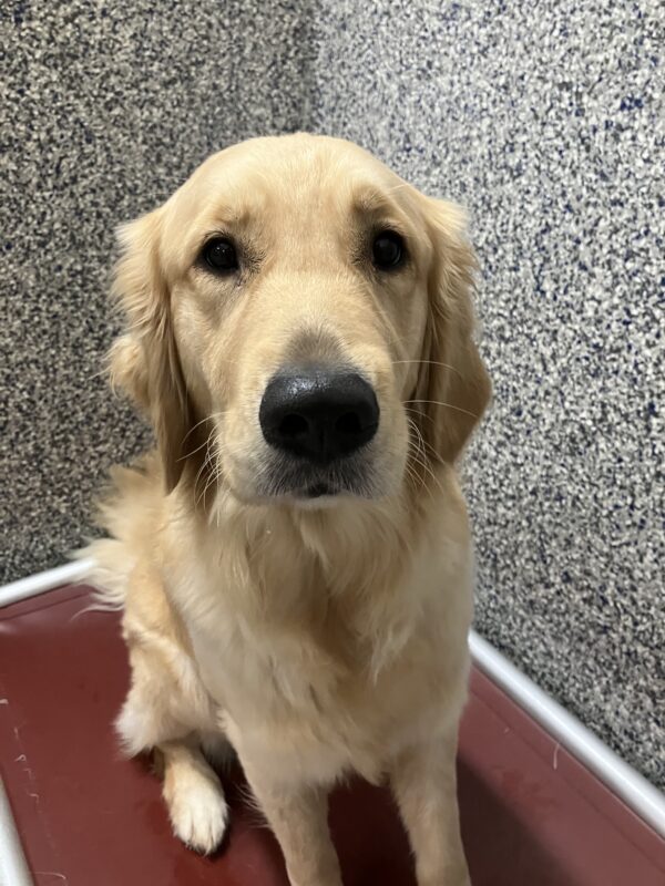 Figgy, a female yellow lab/golden retriever cross, sits politely on her red elevated dog bed in the kennel.  She is looking directly into the camera.
