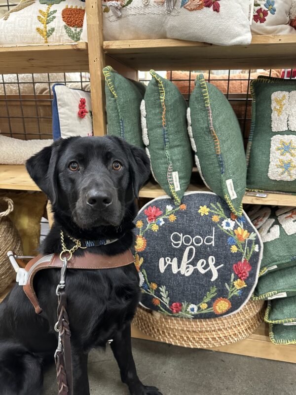 Black Lab Sylve sits by a shelf of throw pillow, posing by one that says “good vibes” with floral embroidery. She is wearing a leather guide dog harness and leash.