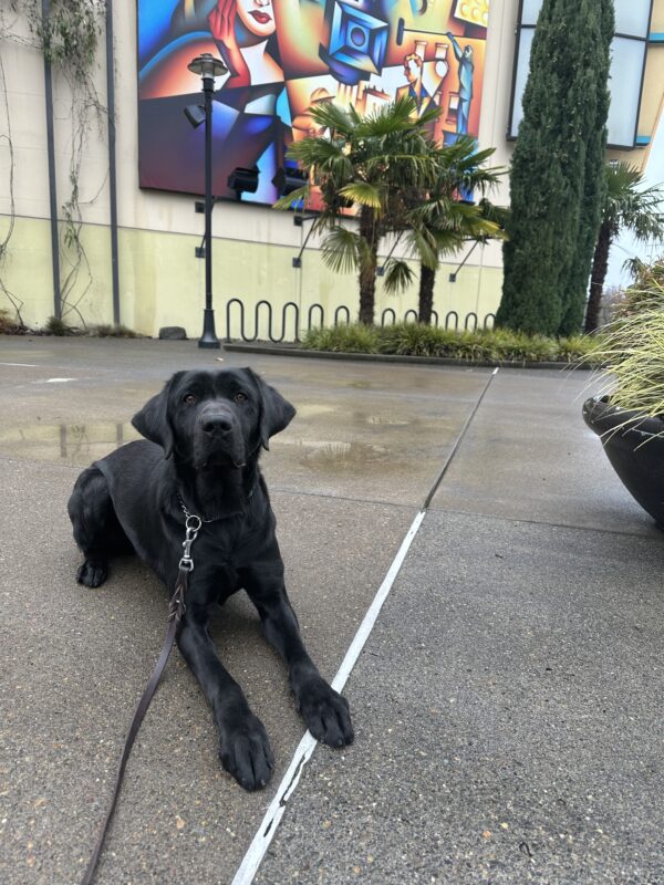 Black Lab Tobago is lying down on a wide open sidewalk with a bright abstract mural on the side of a movie theater behind him.