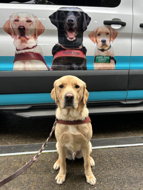Yellow male lab golden cross Renoir poses in his harness in front of a Guide Dog van. An image of three GDB dogs in different phases of life are seen behind him.