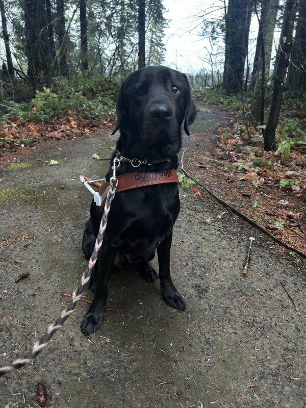 Large male black lab Norway sits on a gravel pathway with PNW foliage all around him. He proudly wears his guide dog harness and lovingly looks to the camera.