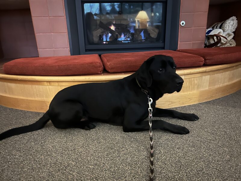 Large male black lab Norway takes a break from campus training to rest by the fireplace. Red cushions and an electric fireplace are seen behind him.