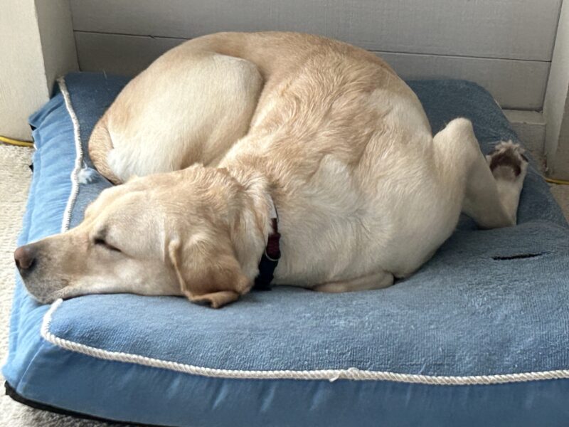 Lychee, a female yellow labrador sleeps soundly on a large blue dog bed in her foster home.