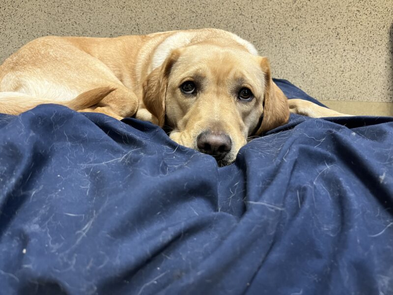 Photo is of Fontaine lying on a blue bed looking with puppy dog eyes up at the camera.