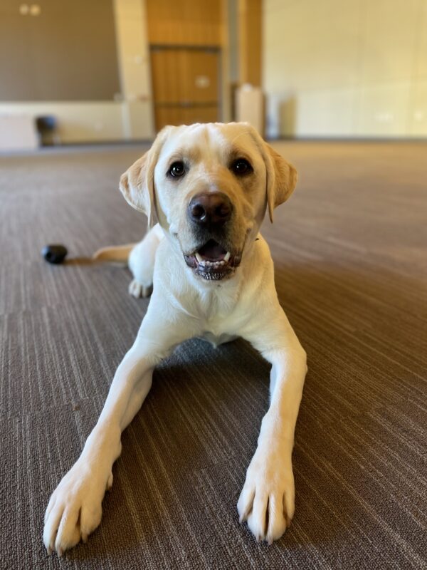 Photo is of Virgil lying down in a room on campus off-leash, with a kong toy next to his tail. He is smiling at the camera with an open mouth