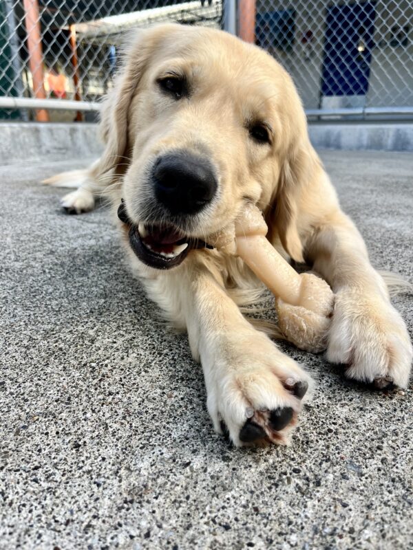 <p>Piper is laying down in community run while chewing on a nylabone.</p>