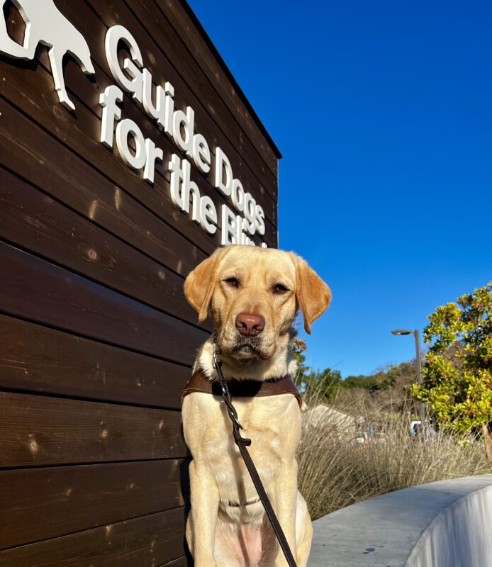 <p>Fate is sitting on a cement wall while wearing her harness. Behind her is the Guide Dogs for the Blind logo that is on a wood backdrop.</p>