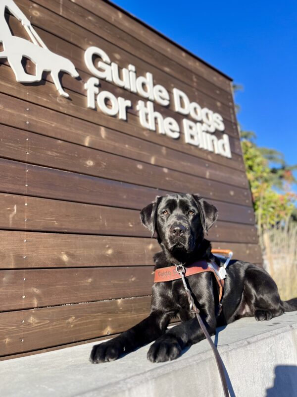 <p>Sawyer is laying on a cement wall. Behind him is the Guide Dogs for the Blind logo that is on a wood backdrop.</p>