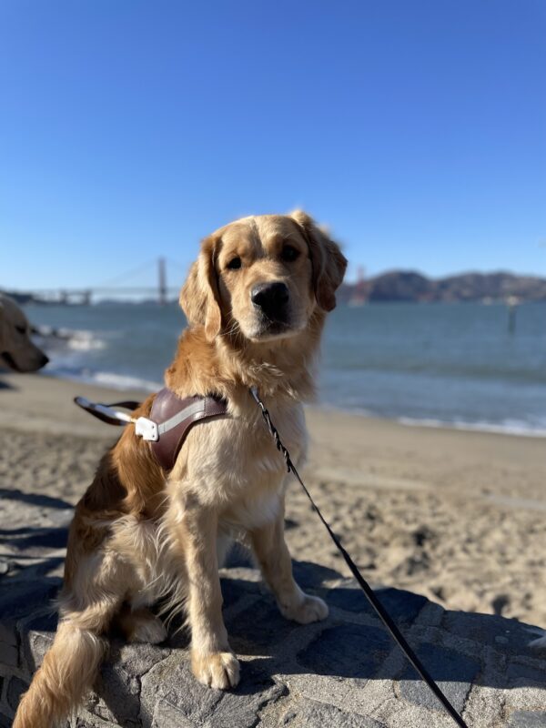 Photo is of coated golden cross Donut sitting in harness on a short rock retaining wall with a sandy beach, the bay, and the Golden Gate Bridge behind him.