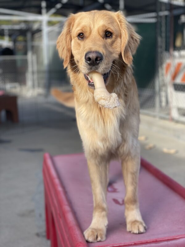 <p>Photo is of Donut standing on a red play structure looking toward the camera with a nylabone hanging out of his mouth.</p>