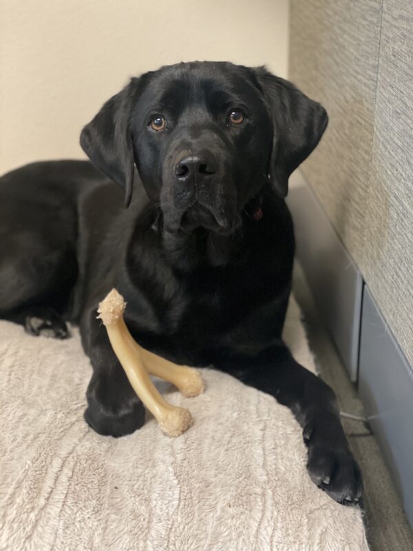 Banjo, a male black lab, lies on a dog bed with a Nylabone between his paws. He is looking directly at the camera.