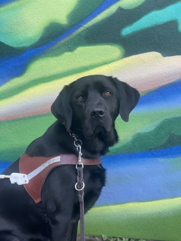 Banjo, a male black lab, sits in front of a colorful mural while wearing a leather GDB harness. He is looking directly at the camera.