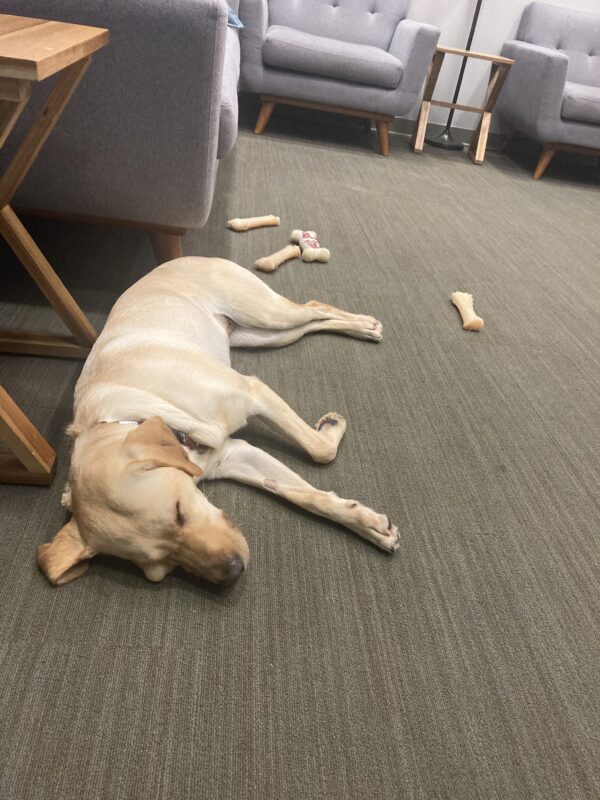 Scholar lays on her side on tie-down in an office setting. She is resting her head on a Nylabone pillow.