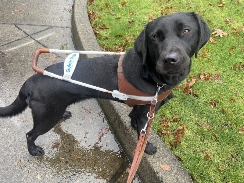 This photo is a profile view of Venice, a black lab, is wearing her harness, looking at the camera, and has her front feet on the curb during a sidewalkless route in the rain.