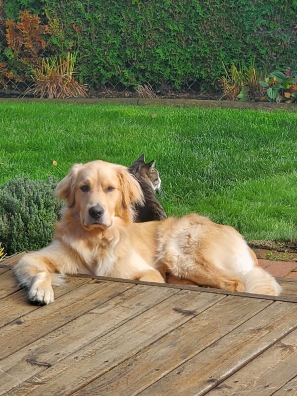 Bart is laying on the deck at his foster care home and is looking at the camera. He has one leg up on the step and the foster care's cat is sitting behind him looking the opposite direction.