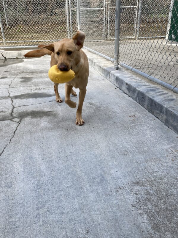 Leonardo is running and playing in a kennel community run area with a small, yellow plastic egg in his mouth. His left ear is flipped up and his right leg is off the ground.