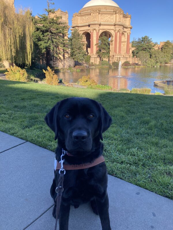 Joel is sitting in harness. Behind him is some green grass, a pond, and a large domed structure (Palace of Fine Arts) in the distance.
