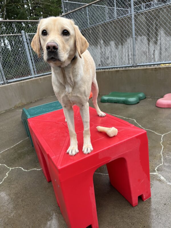 Yellow lab Pretoria takes a break from playtime to pose on a red play structure in the community run area.
