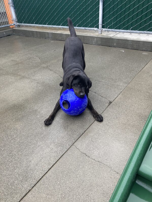 Genie is playing in a large, enclosed area. She is play-bowing with a large blue plastic jolly ball in her mouth.