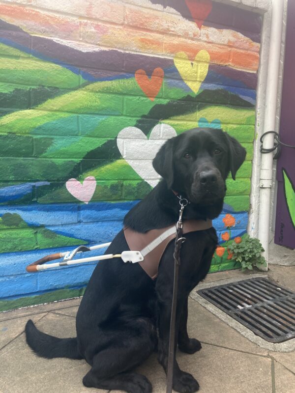 Gambit sits in harness in front of a colorful painted mural of hearts and landscape.