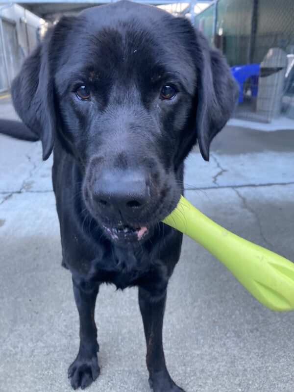 Gambit stands in community run holding a green west paw bone staring into the camera.
