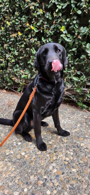 Tamsin is pictured out of harness, in a sit stay with a long leash looking at the camera with her tongue engulfing her nose. She is on cobblestone type surface and sits in front of a wall of ivy/greenery.