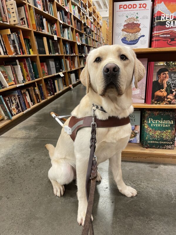 Big, yellow Lab Crumpet sits in harness, looking at the camera, in front of long rows of bookshelves.
