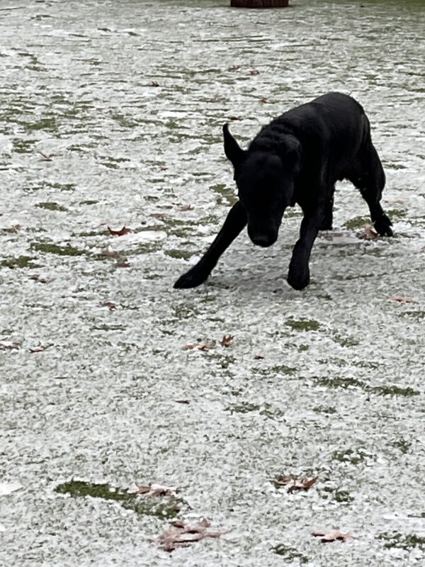 Komodo (a black Labrador, male) romping with ears flying in the play area that has a light dusting of snow.