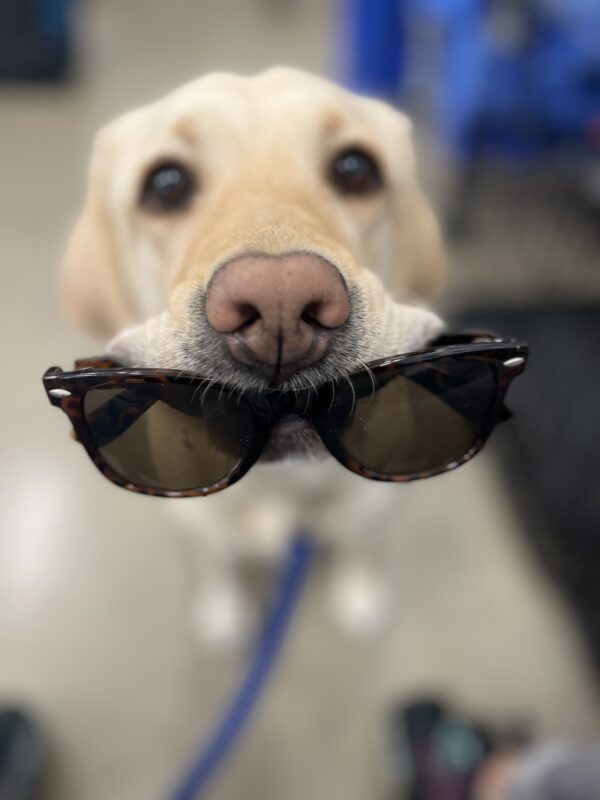 Yellow Lab Gabby demonstrates her retrieve by holding a pair of brown sunglasses.