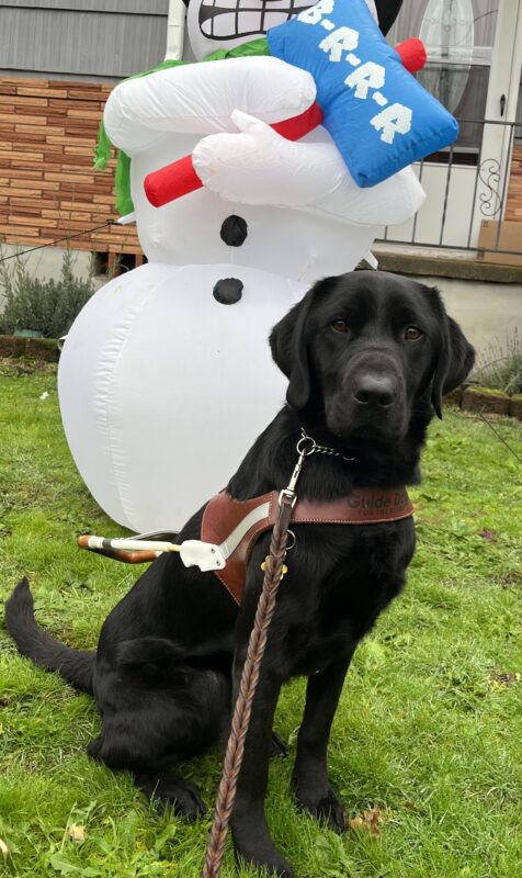 <p>Wyatt, a black Labrador, is sitting in front of an inflatable snow man who is holding a sign that says “Brrr”.</p>