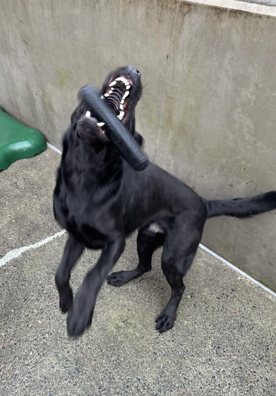 Black Lab Halifax is mid catch of a black rubber oblong gonut. His front paws are lifted and his head is thrown back in happiness.
