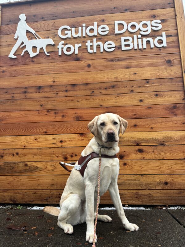 Dave, a yellow lab, sits in front of a wooden wall with GDB's logo on it. He is wearing his harness and looking into the camera seriously.