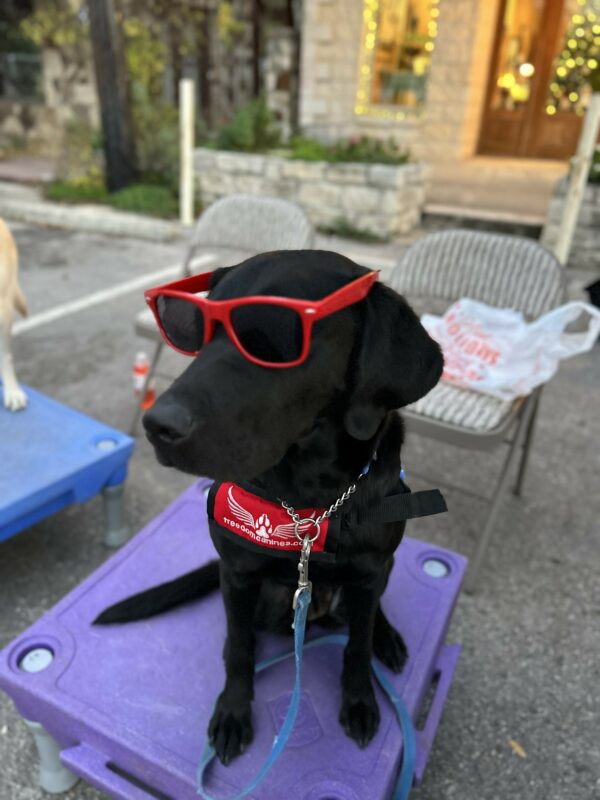 Black Lab Nyx looks dapper as she wears her red service dog vest and matching sunglasses while sitting on a purple platform.