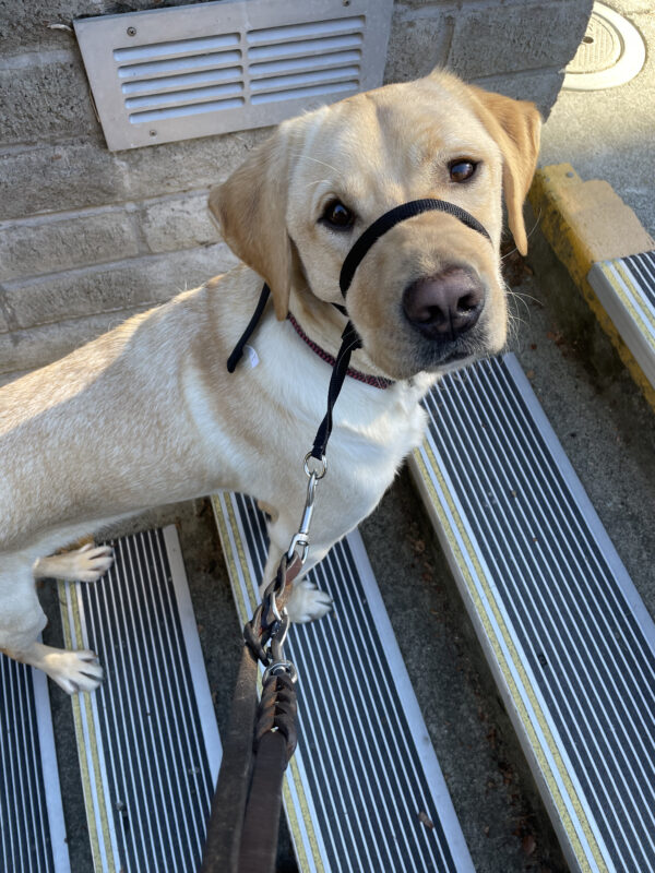 Al, a male yellow labrador, pauses to look at the camera while practicing walking up a set of stairs on the GDB campus.