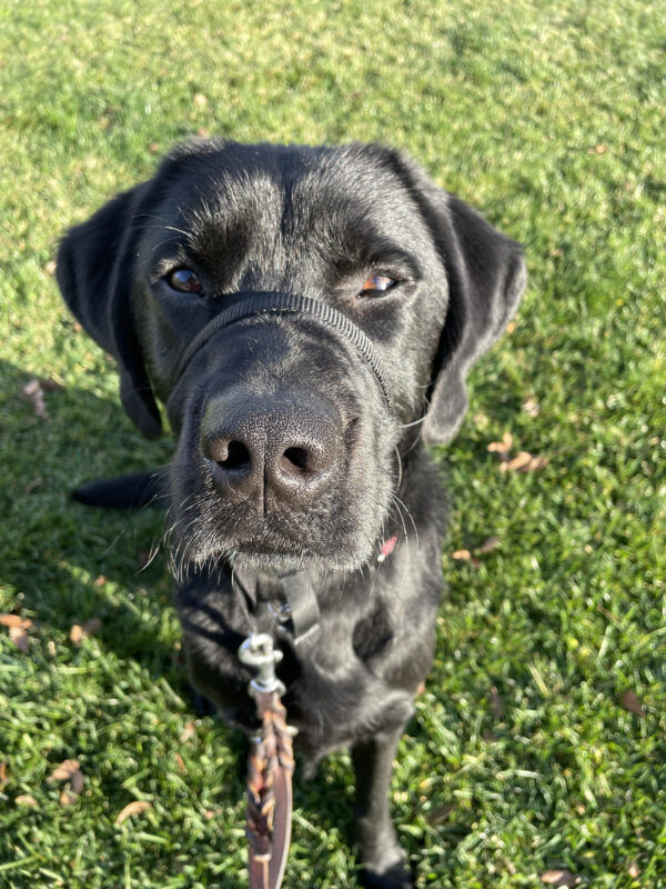 Aramis, a male black labrador, sits on the grass in the sunshine.  He is looking up at the camera with soft brown eyes.