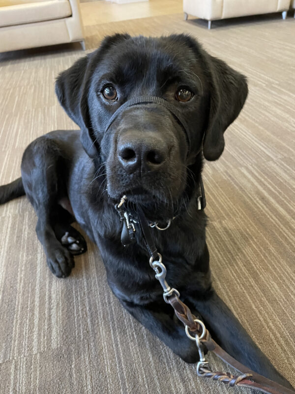Aramis, a male black labrador, lays on the floor in the GDB fireside lounge.  He is alert and ready for directions!