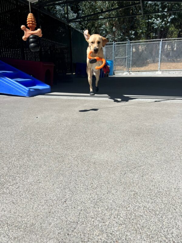 Belvedere is pictured leaping in the air while playing in the community run area located in our kennel complex. He has a large orange toy in his mouth and is wearing red booties on all four of his feet!