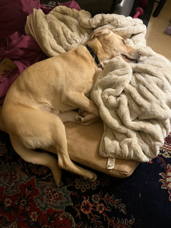<p>Photo is of Brian, a yellow lab, laying on his side, napping on a tan dog bed AND a big fluffy tan faux fur blanket at his foster care's home.</p>