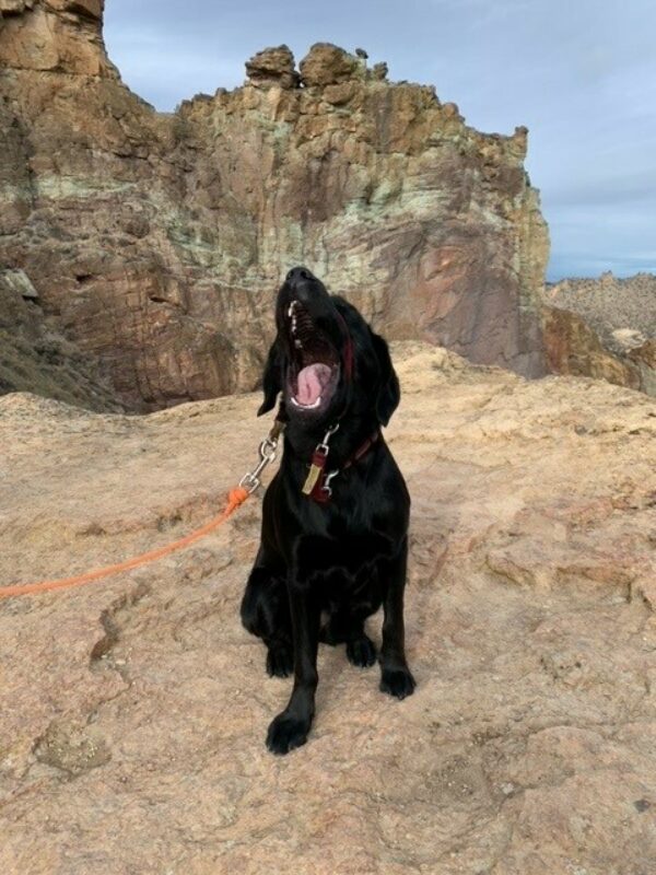 Buffy in a natural area with big brown rocks caught in the middle of a yawn