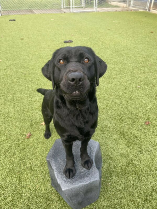 Captain, a female black Labrador, stands her front feet on a fake gray rock in our grassy free run area on the Oregon campus. She is looking at the camera and has half her lip tucked on her teeth. Her tail is mid wag.