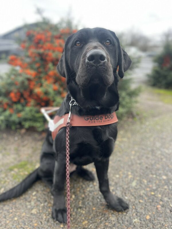 Captain, a female black Labrador, sits on the sidewalk in downtown Gresham. She is wearing her leather harness and is looking at the camera. She is sitting in front of a green bush filled with small orange berries.