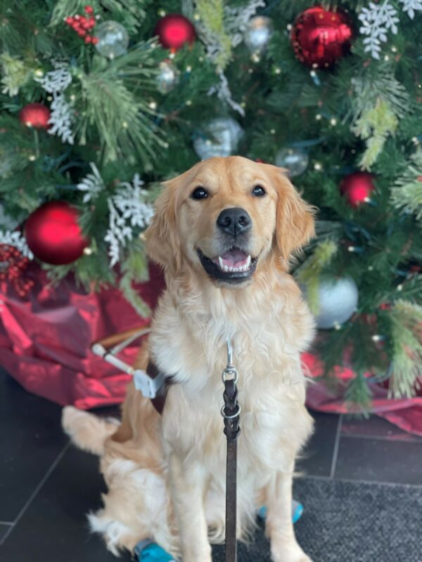 Catalina is sitting in harness with 2 teal booties on her back paws. She is smiling at the camera and there is a Christmas tree with red and silver ornaments behind her.