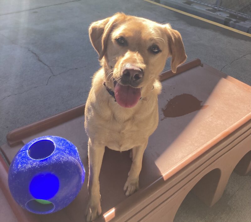 Ceviche is seated on a play structure with her tongue out next to a blue jolly ball enjoying the sunshine.