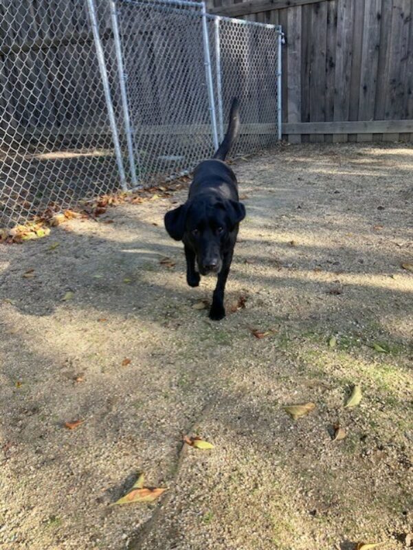 Chance is playing off leash in a dirt play yard on the GDB campus. He is running straight that the camera.
