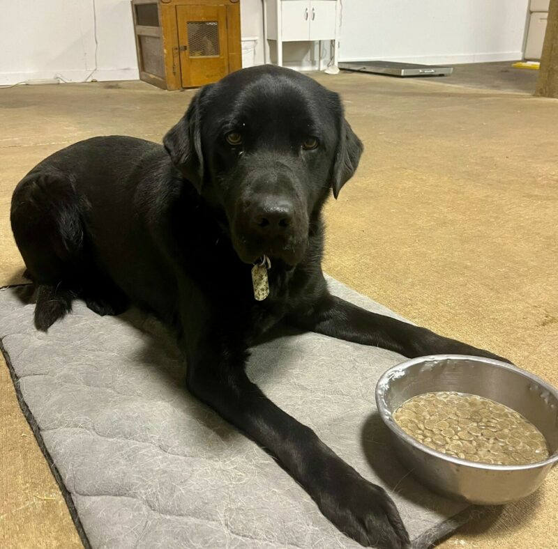 Chandler laying on a gray mat, doing a perfect stay while waiting to be released to eat his dinner which is sitting in front of him.