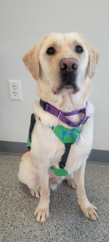Yellow Lab Cliff wearing a green vest, sitting nicely for the camera.
