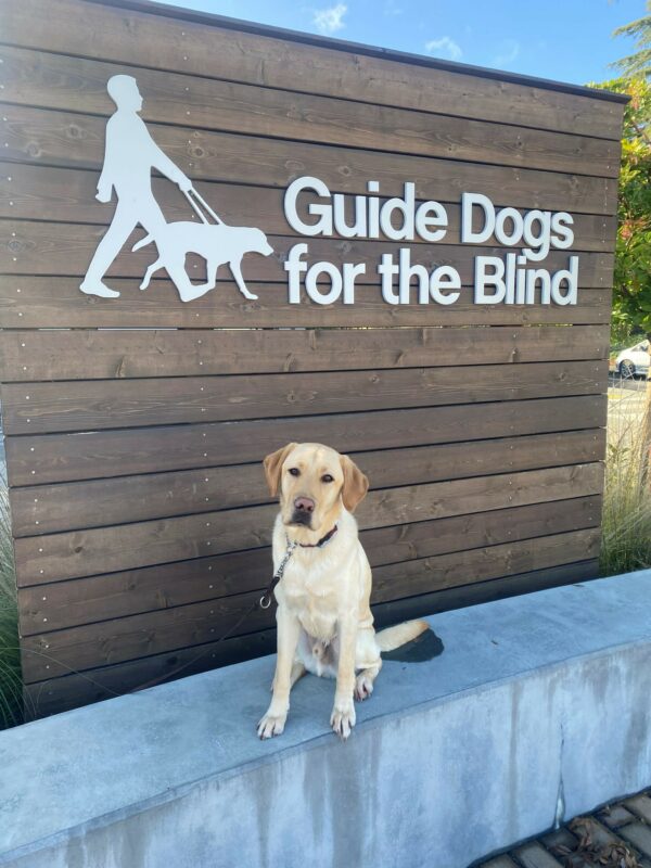 Dauphin, a yellow lab male sits atop a short cement wall. Behind him is a wooden wall with white lettering which reads 